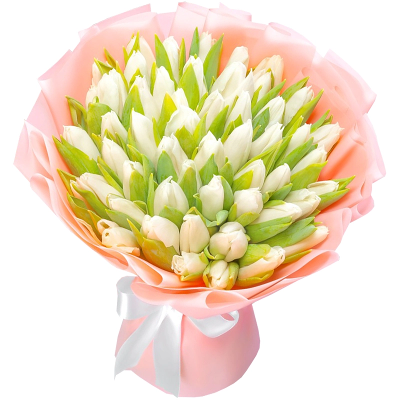 51 белый тюльпан