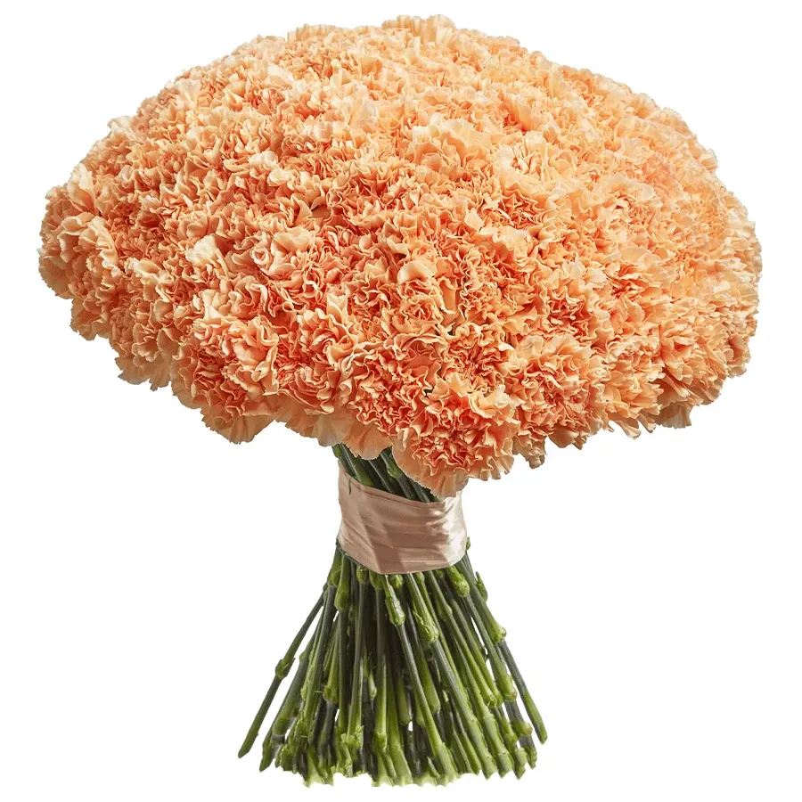 Гвоздики кремовые